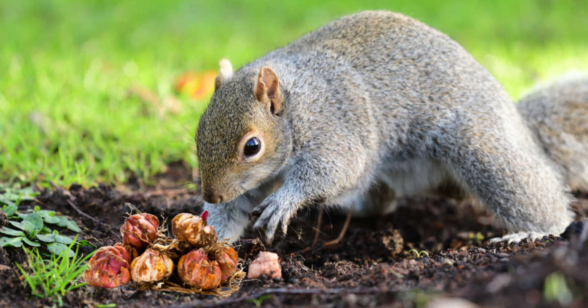 Comment empêcher les écureuils de déterrer les bulbes + 18 bulbes résistants aux écureuils
