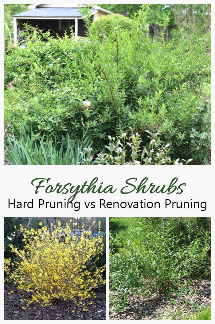 Rénovation Taille des arbustes de forsythia vs taille dure des forsythias