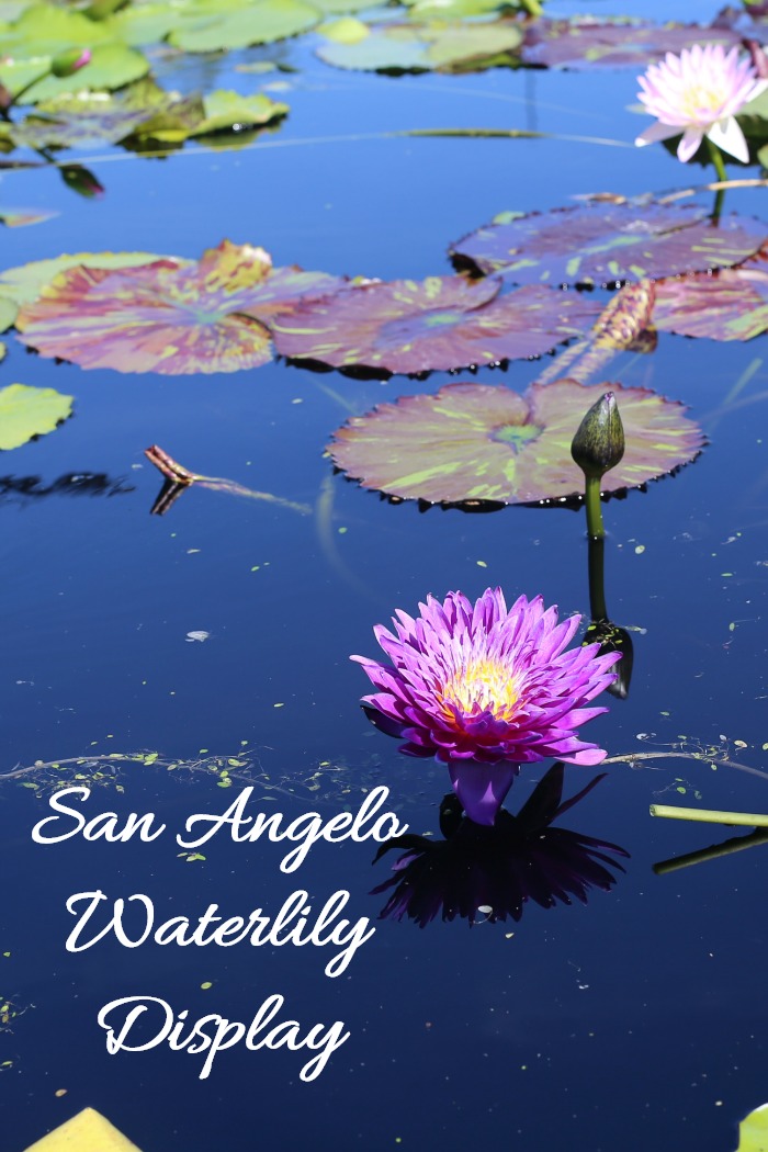 International Waterlily Collection - Choses à faire à San Angelo, Texas
