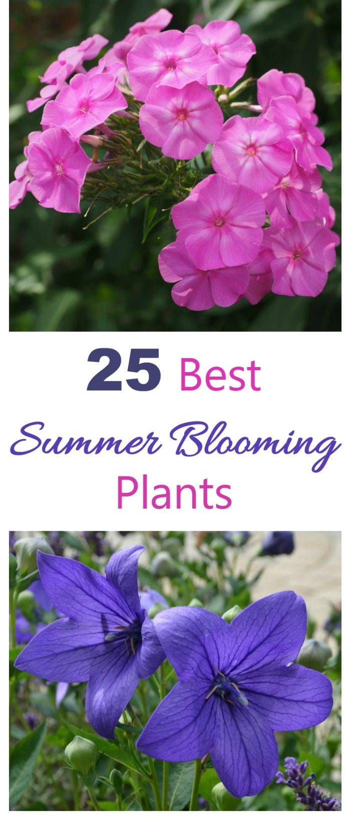 25+ Meilleures plantes à floraison estivale
