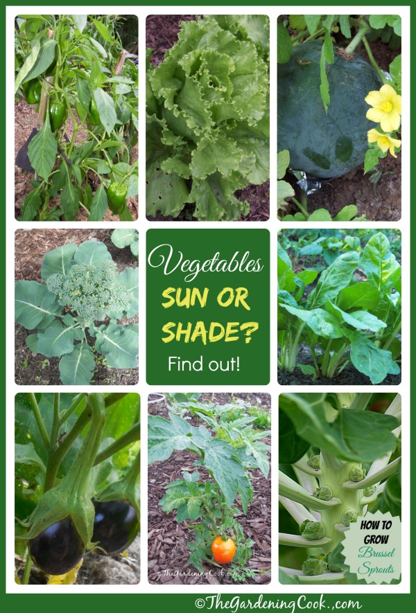 Légumes tolérants à l'ombre et légumes adaptés au soleil